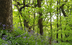 Bluebells 2020 Spring